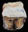 Hyracodon (Running Rhino) Tooth - South Dakota #60960-3